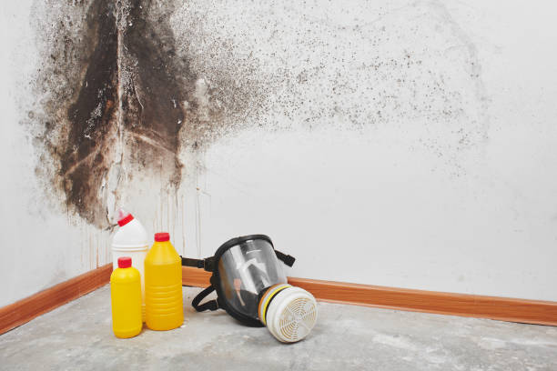 Best HVAC Mold Remediation in Bloomingburg, OH