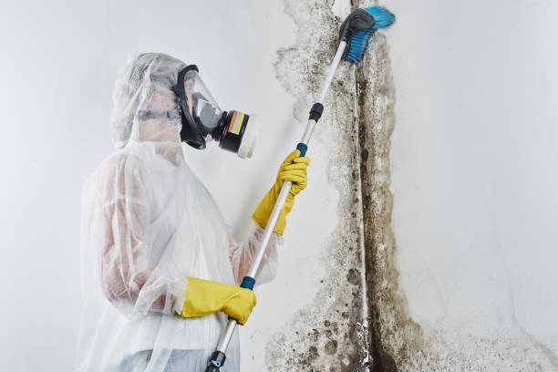 Best DIY Mold Remediation Support Services in Bloomingburg, OH