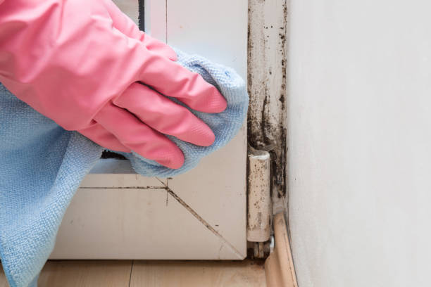 Best Residential Mold Remediation in Bloomingburg, OH